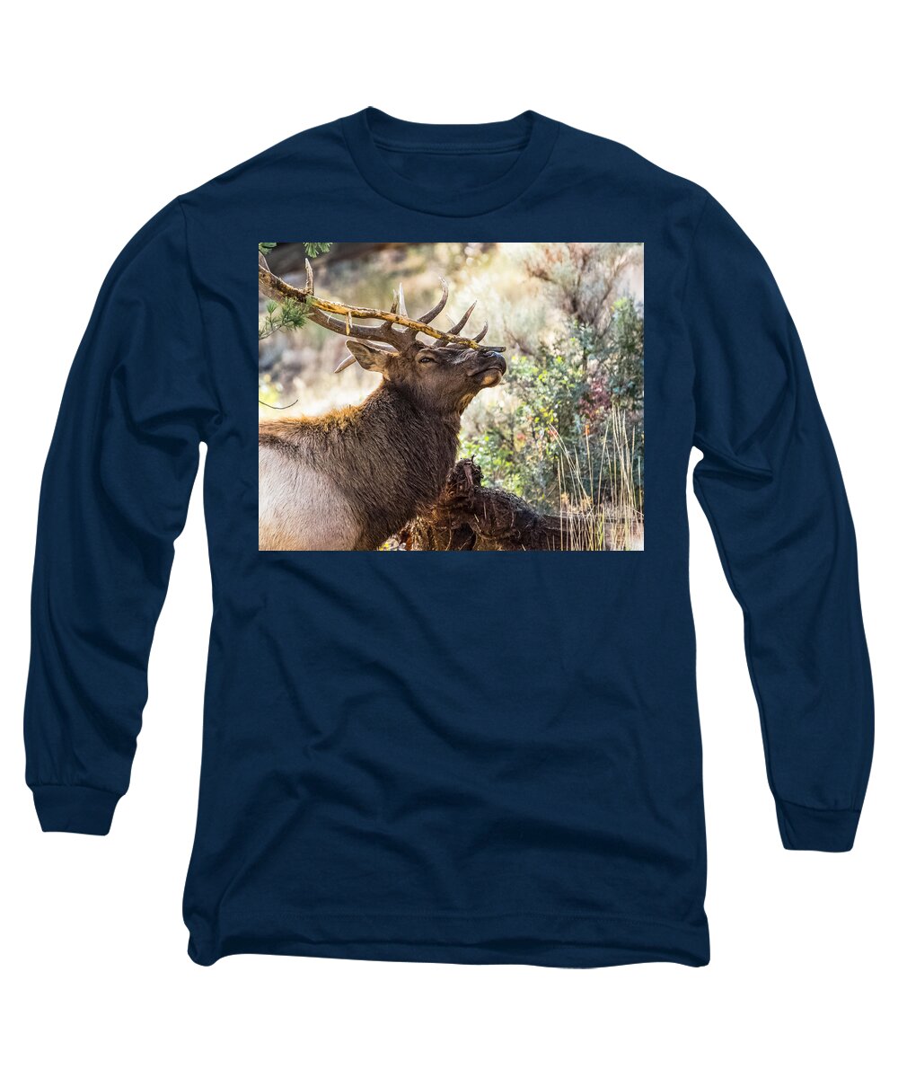 Bull Elk Long Sleeve T-Shirt featuring the photograph Ready For Rut by Yeates Photography