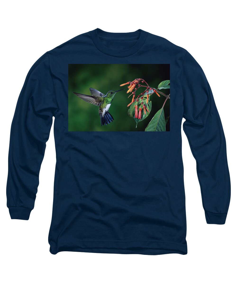 00510243 Long Sleeve T-Shirt featuring the photograph Snowy-Bellied Hummingbird Costa Rica by Michael and Patricia Fogden