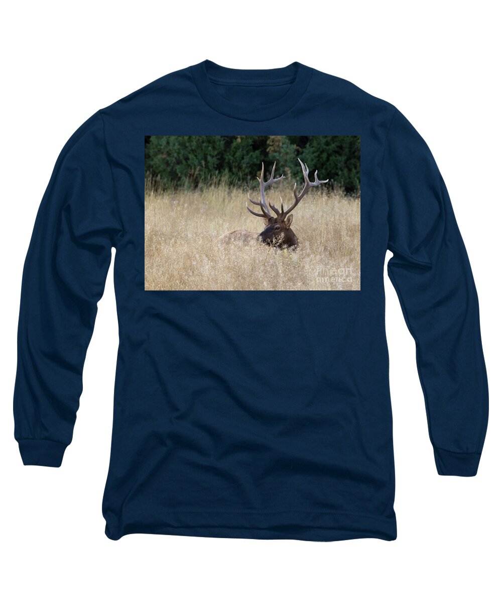 Rocky Mountain Elk Long Sleeve T-Shirt featuring the photograph Fall by Douglas Kikendall