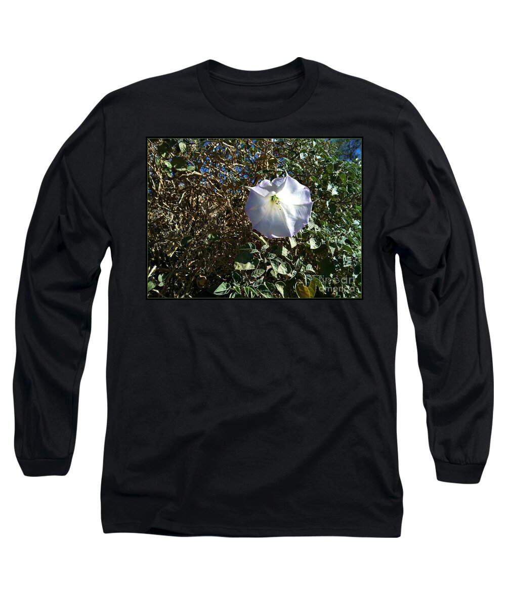 Potato Solanaceae Long Sleeve T-Shirt featuring the photograph Sacred Datura by Angela J Wright