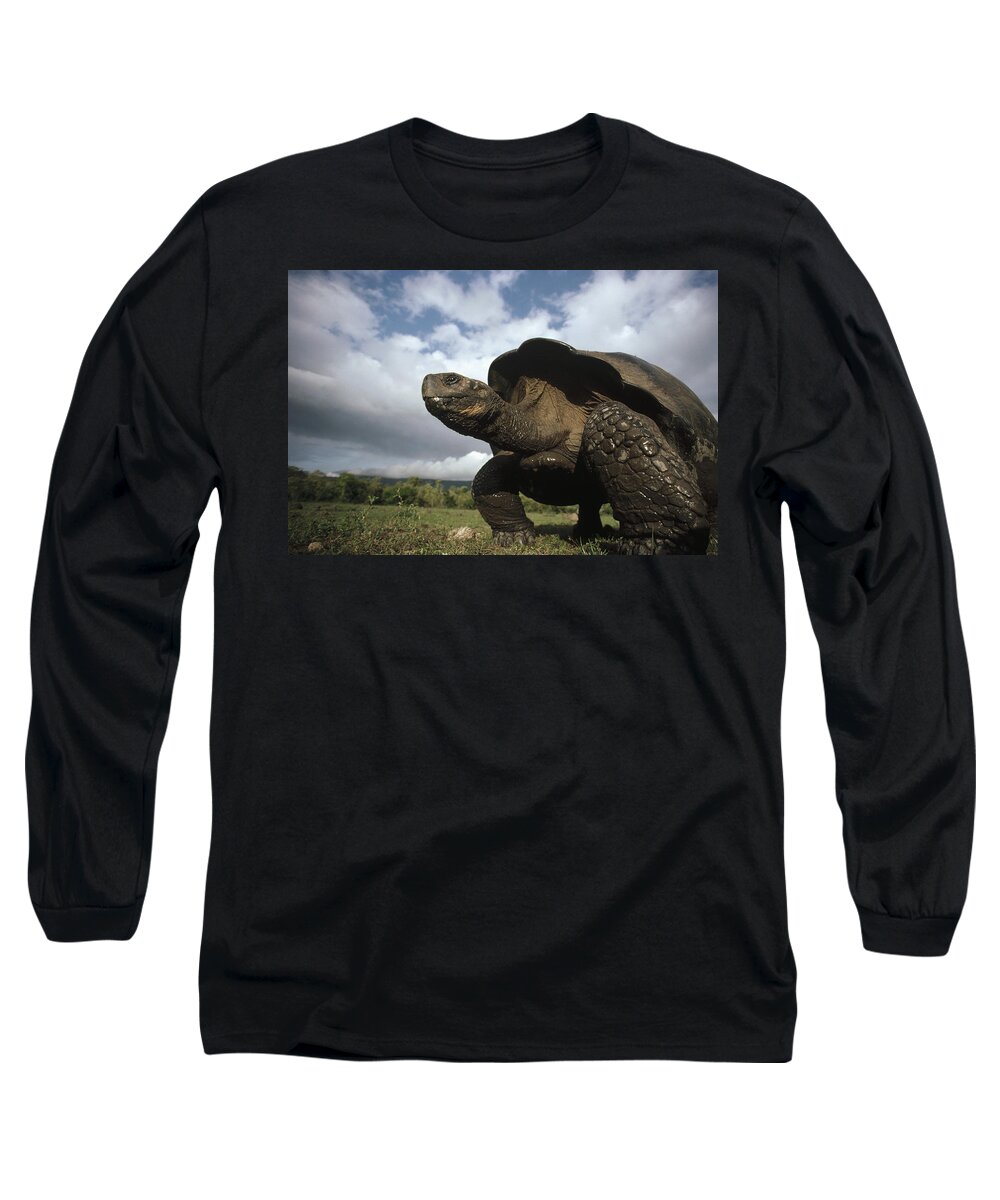 Feb0514 Long Sleeve T-Shirt featuring the photograph Galapagos Giant Tortoise Male Alcedo #1 by Tui De Roy