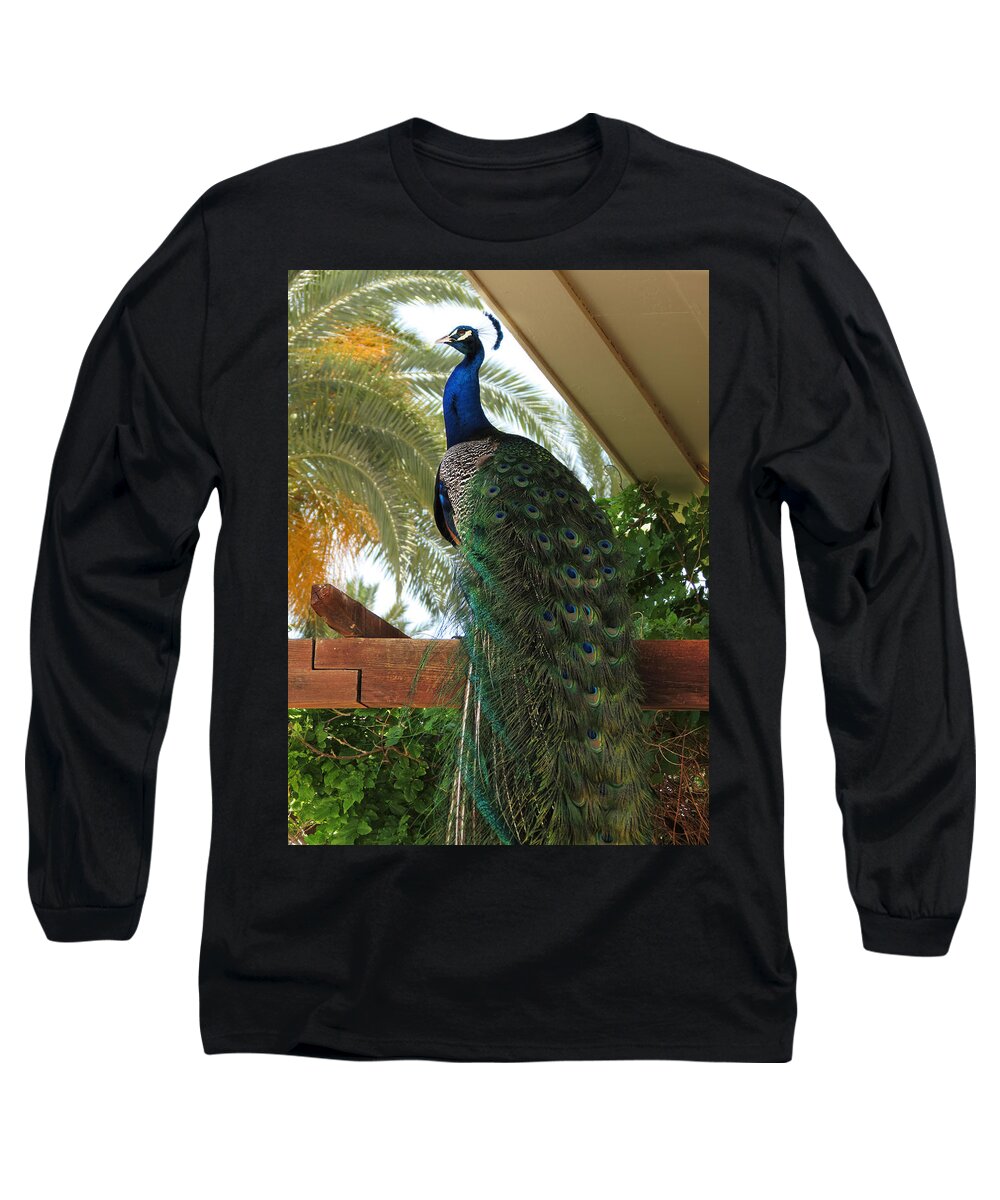 Peacock Long Sleeve T-Shirt featuring the photograph Proud Peacock #1 by Laurel Powell