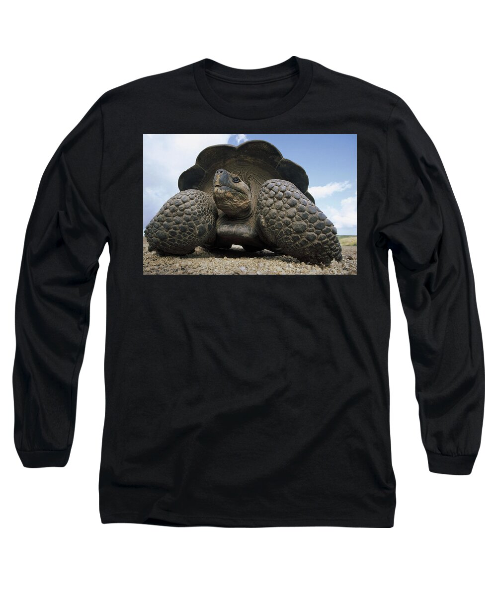 Feb0514 Long Sleeve T-Shirt featuring the photograph Galapagos Giant Tortoise On Alcedo #2 by Tui De Roy