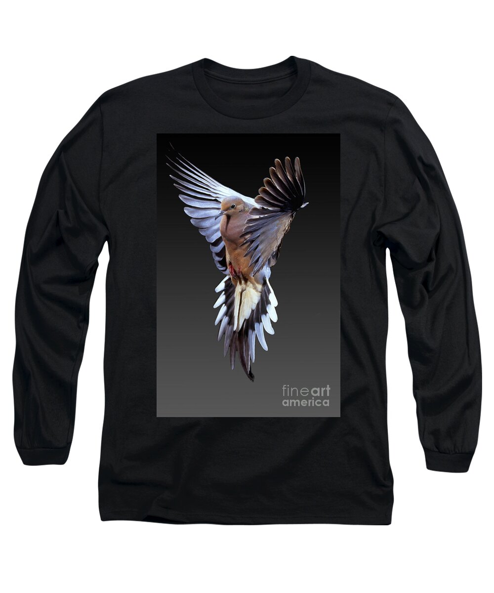 Mourning Dove Long Sleeve T-Shirt featuring the photograph Mourning Dove #3 by Anthony Mercieca