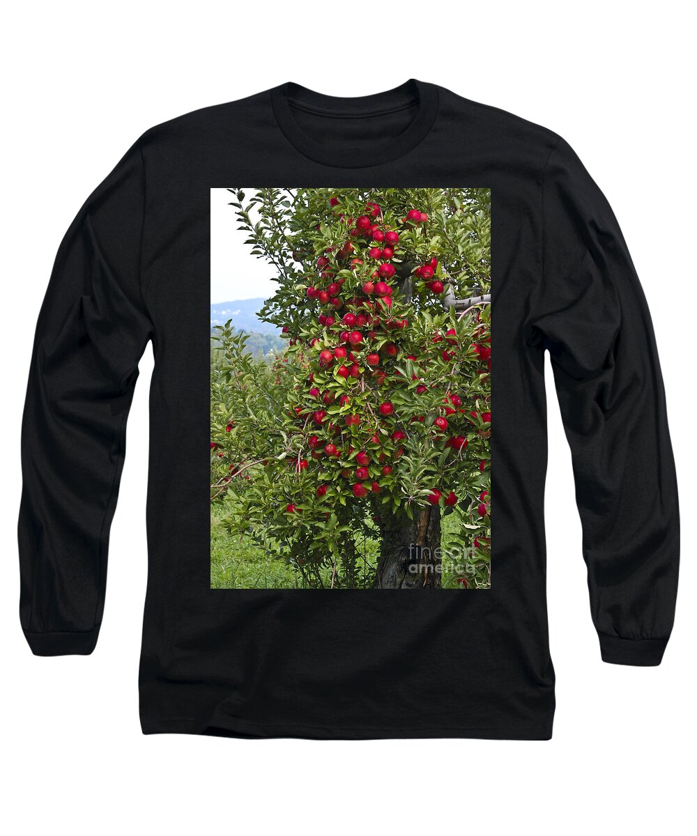 Apple Long Sleeve T-Shirt featuring the photograph Apple Tree by Anthony Sacco