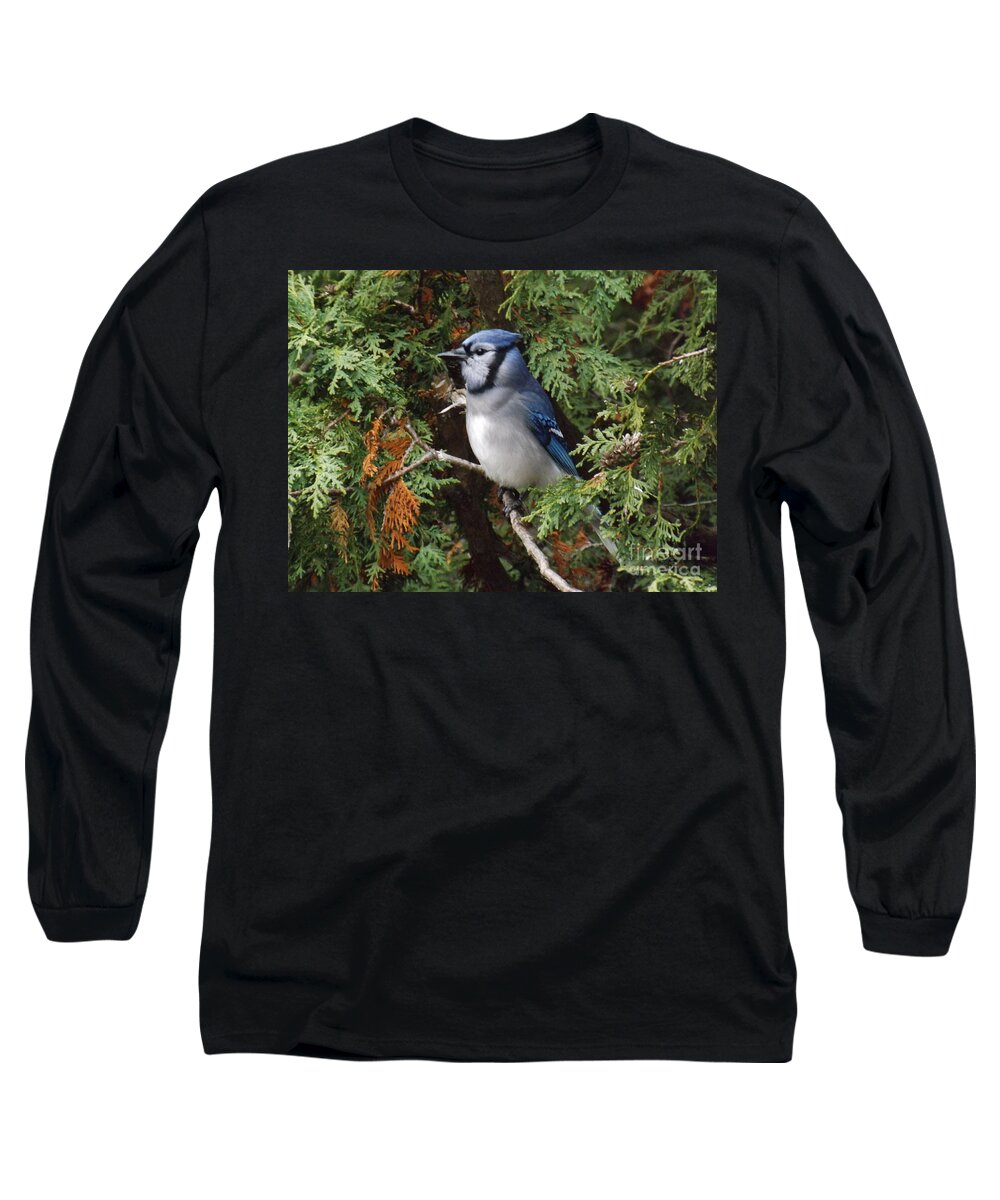 Blue Jay Long Sleeve T-Shirt featuring the photograph Blue Jay in cedar tree 2 by Brenda Brown