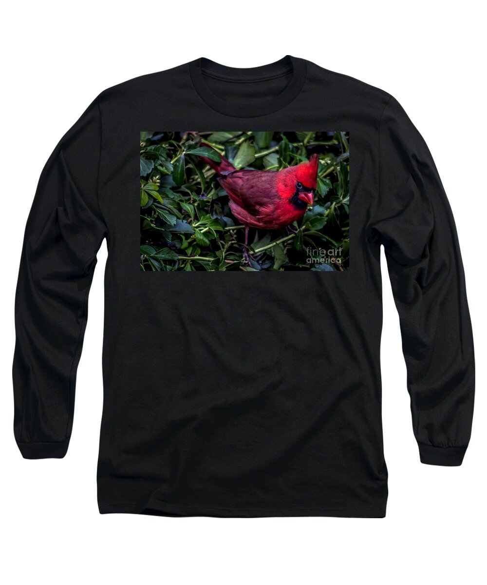 Cardinal. Bird Long Sleeve T-Shirt featuring the photograph Cardinal by David Rucker