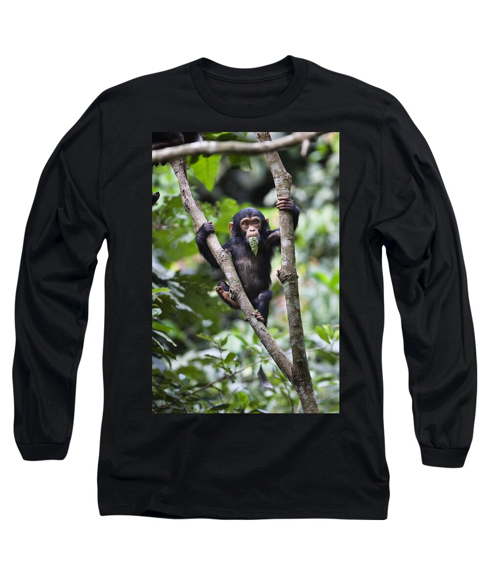 Feb0514 Long Sleeve T-Shirt featuring the photograph Chimpanzee Baby Eating A Leaf Tanzania by Konrad Wothe