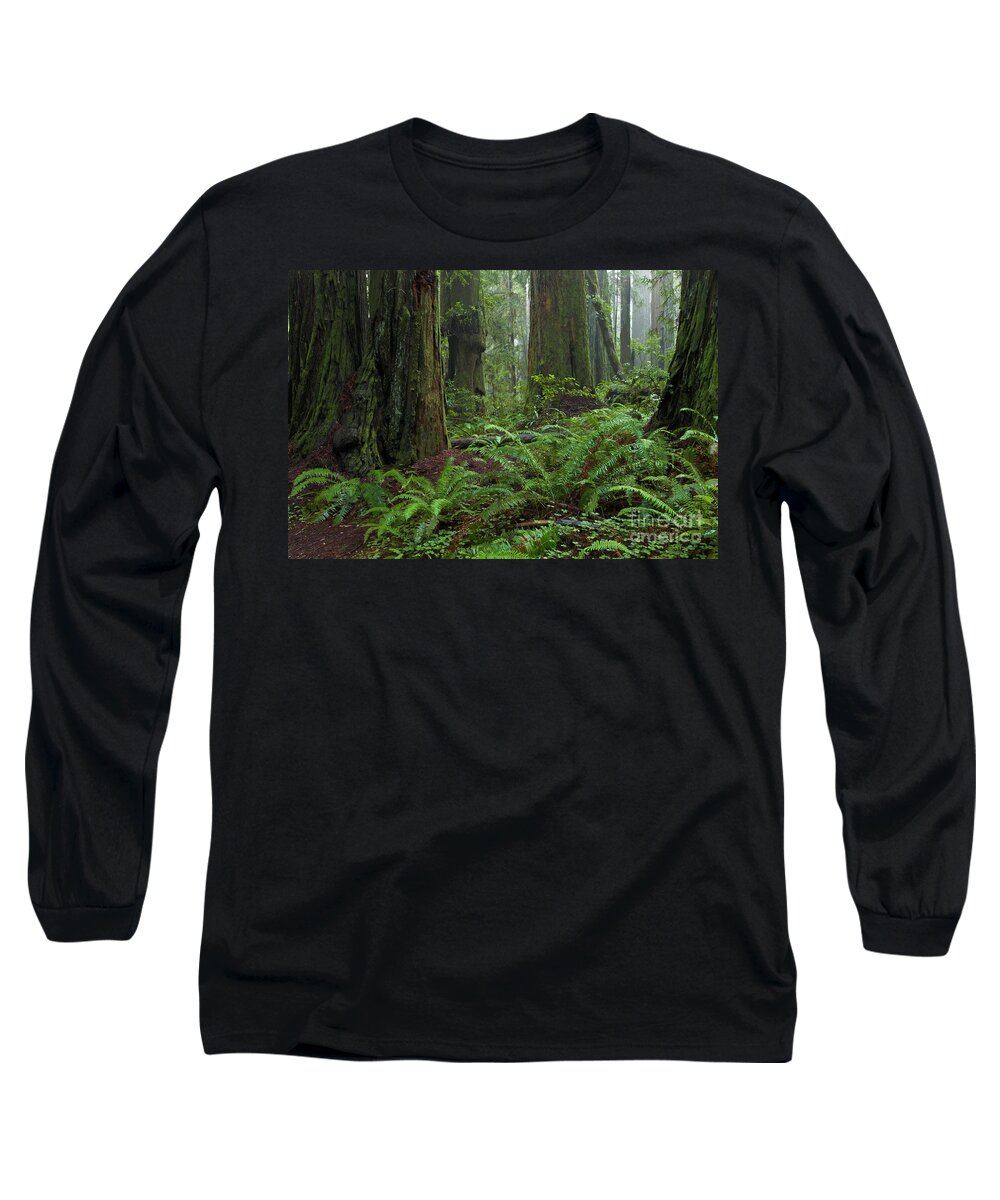 00559270 Long Sleeve T-Shirt featuring the photograph Coast Redwoods And Ferns In Redwood by Yva Momatiuk and John Eastcott