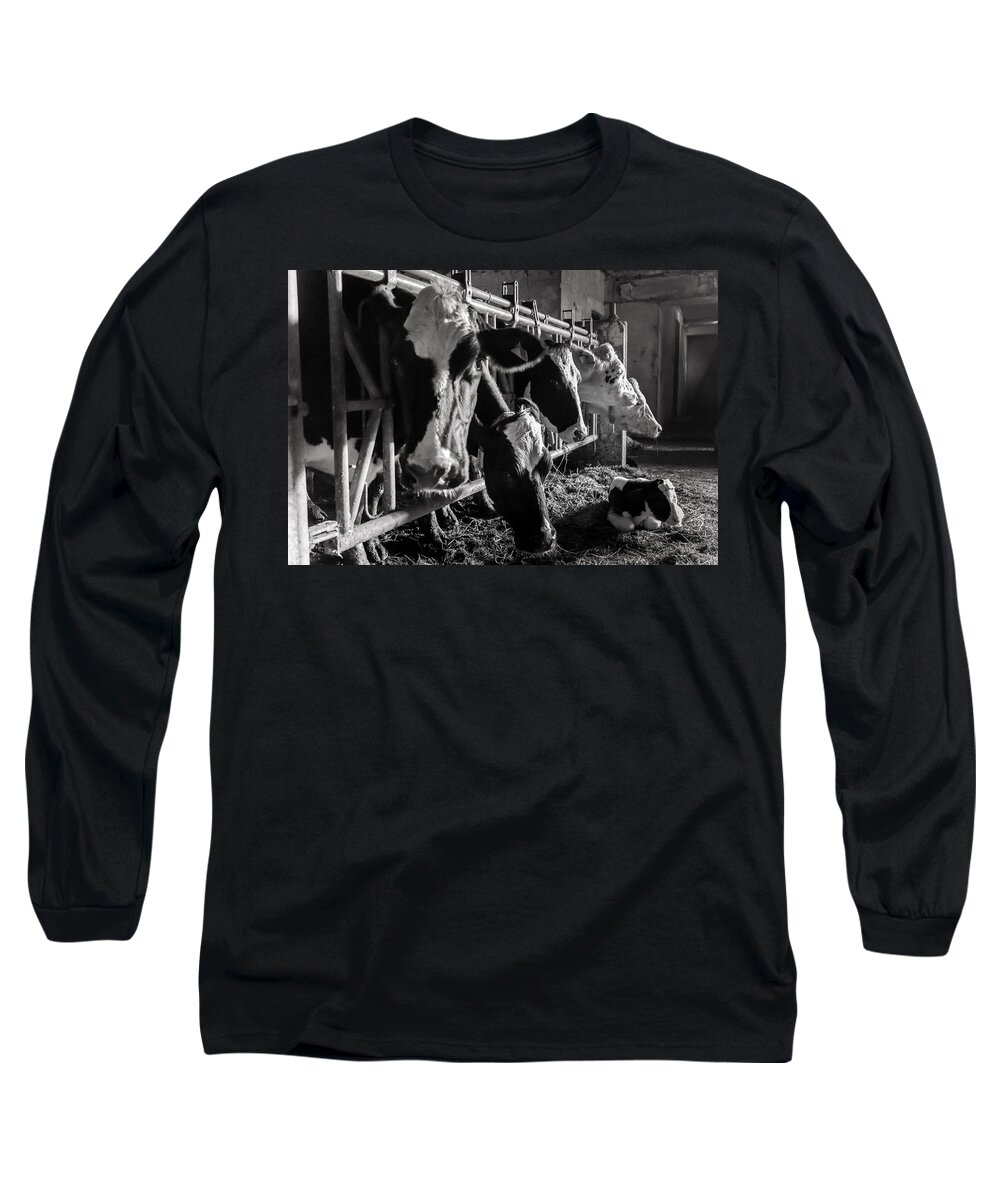 Fine Art Long Sleeve T-Shirt featuring the photograph Cows in the Barn2 by Joseph Amaral