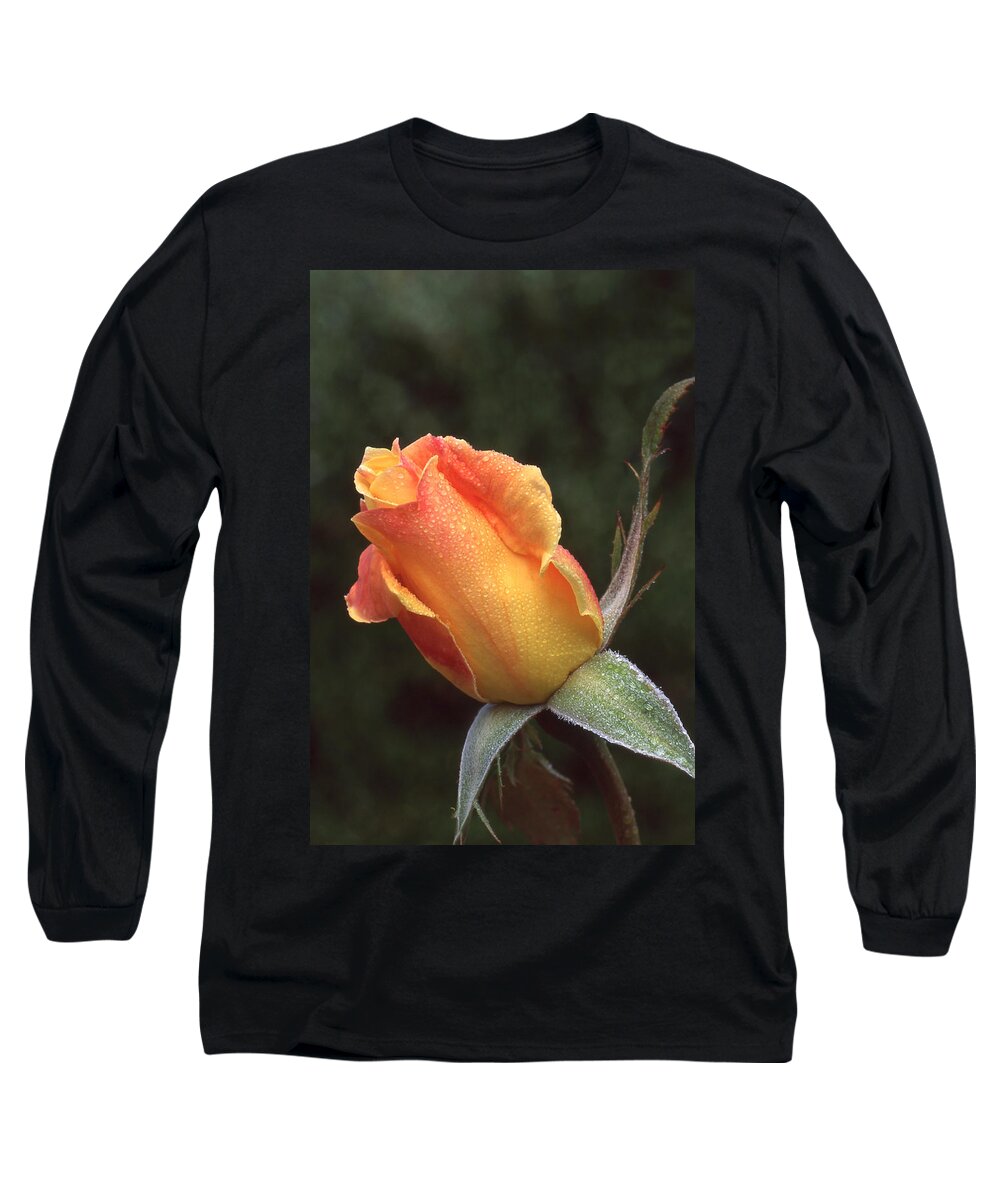 Flowers Long Sleeve T-Shirt featuring the photograph Early Morning Rosebud by Ginny Barklow