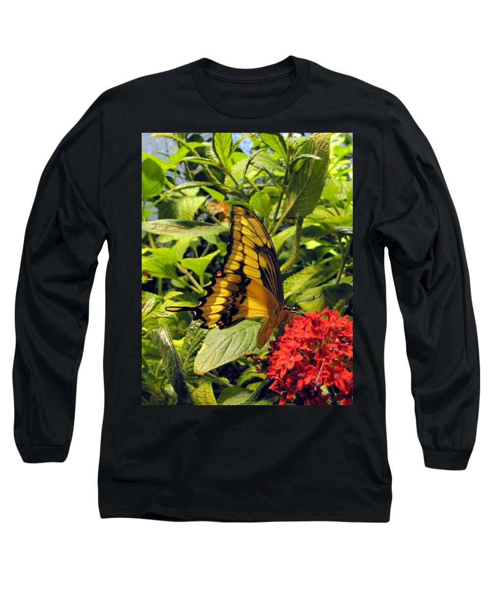 Wings Long Sleeve T-Shirt featuring the photograph Gold Giant Swallowtail by Jennifer Wheatley Wolf