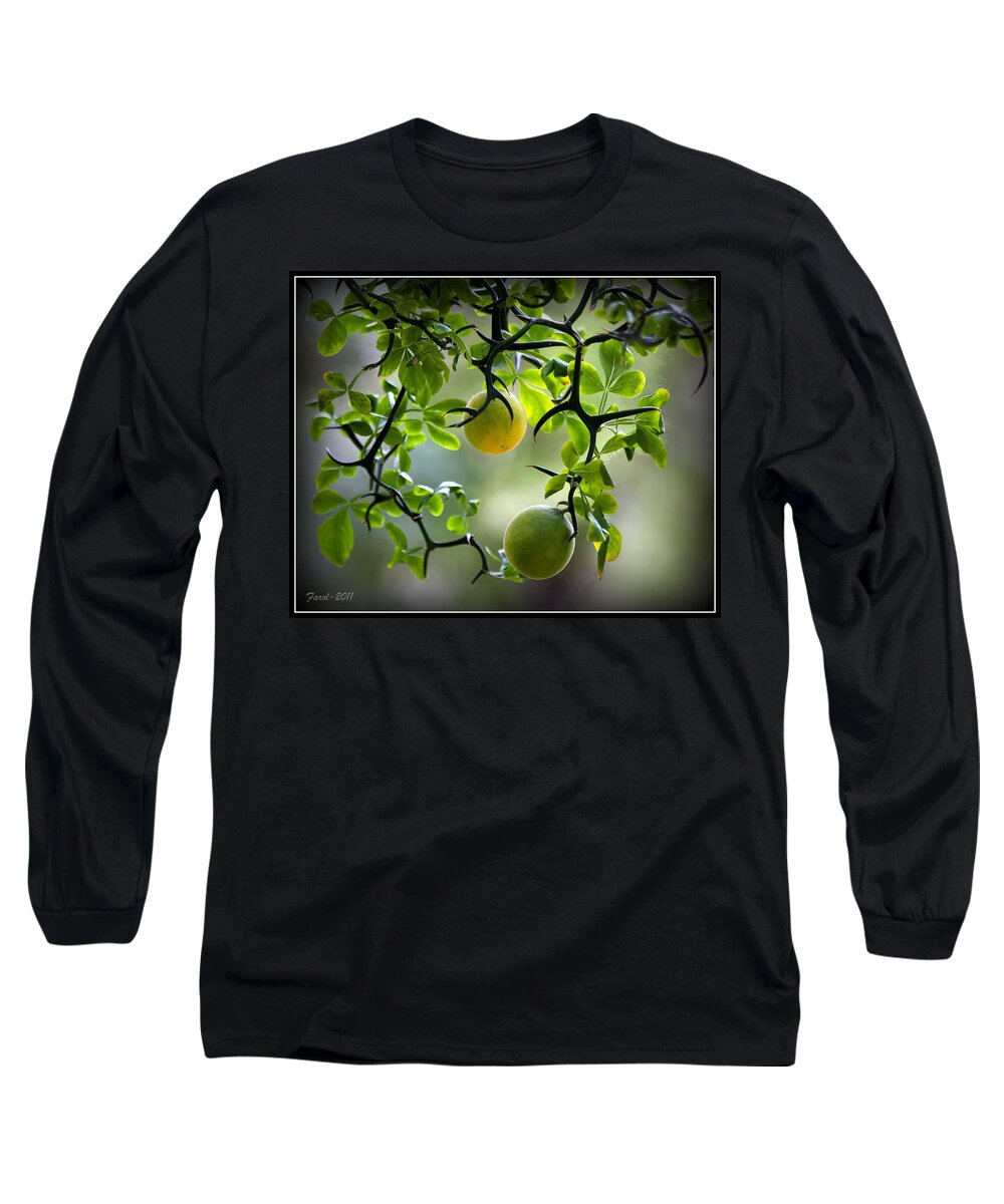 Flying Long Sleeve T-Shirt featuring the photograph Japanese Orange Tree by Farol Tomson