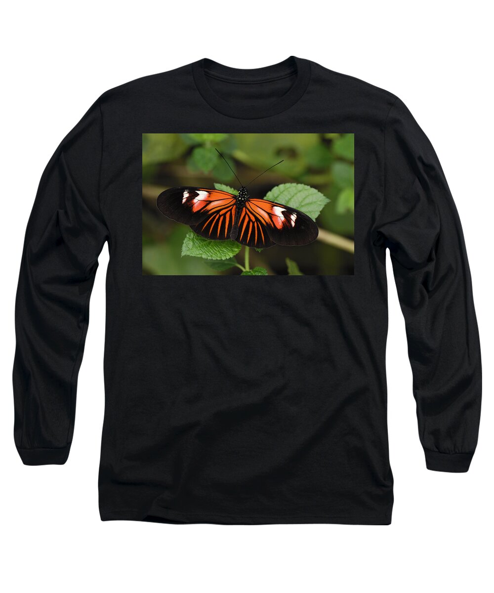 Feb0514 Long Sleeve T-Shirt featuring the photograph Postman Butterfly Butterfly Colombia by Thomas Marent