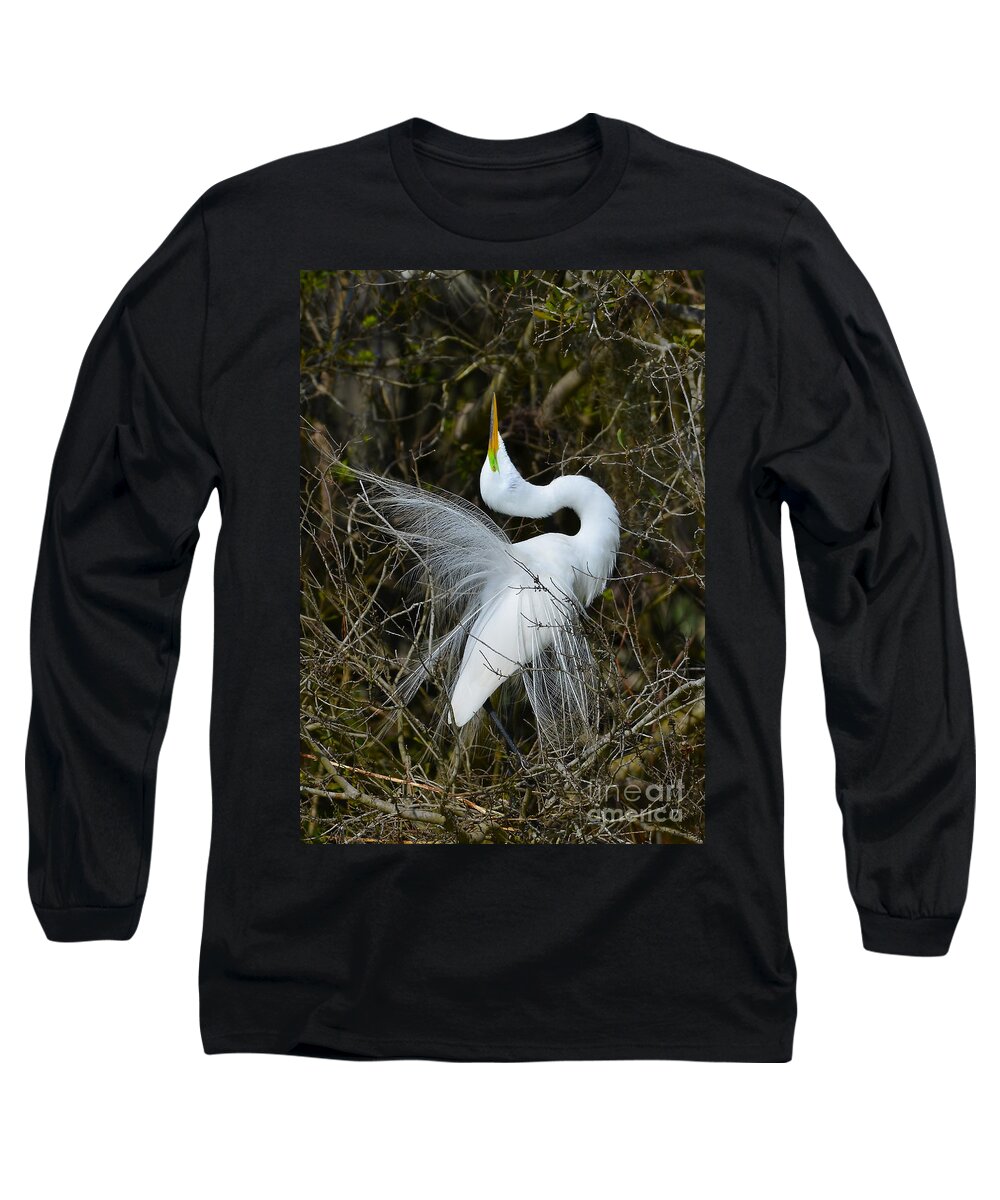 Great Egret Long Sleeve T-Shirt featuring the photograph Rituals Of Courtship by Kathy Baccari