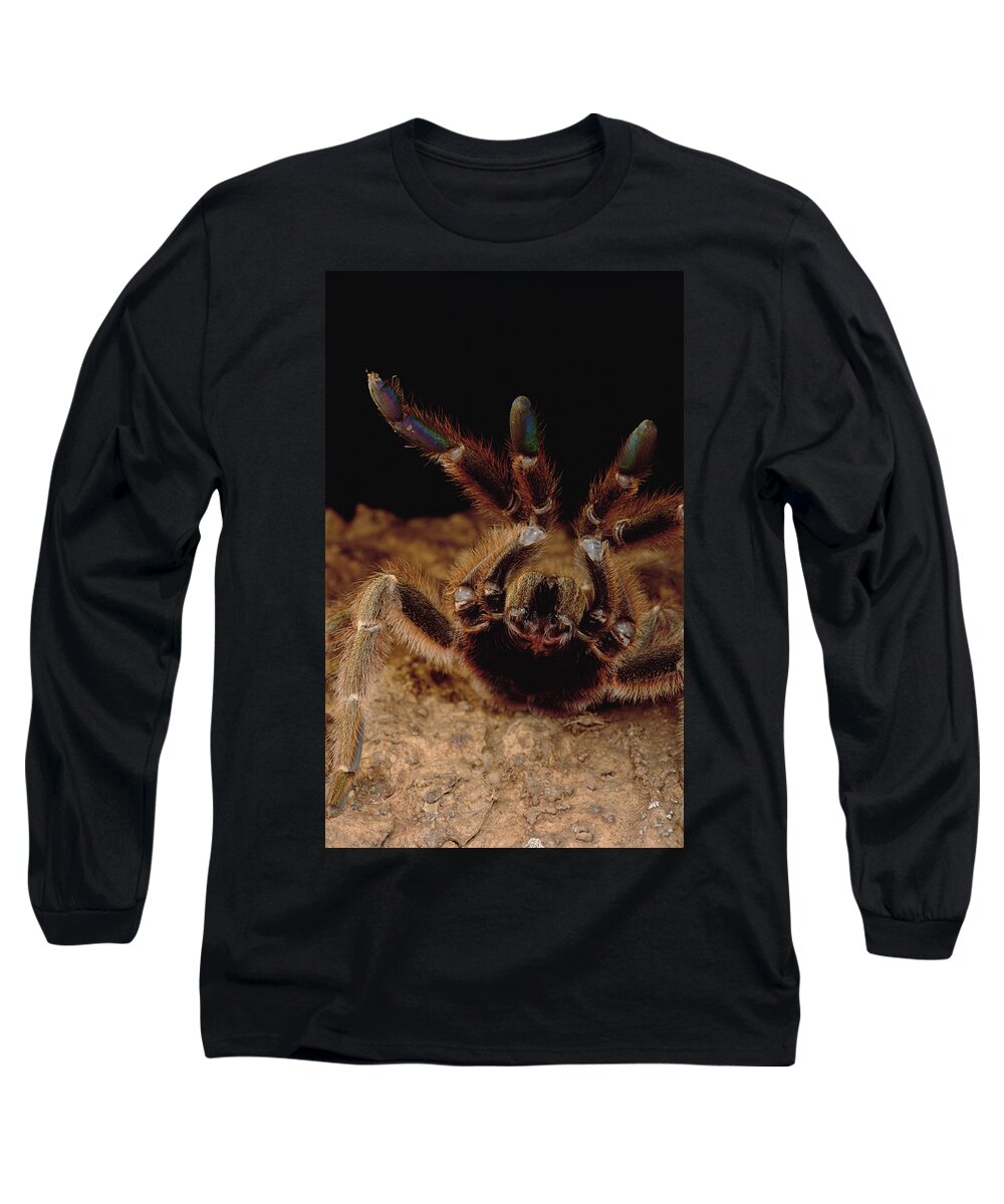 Feb0514 Long Sleeve T-Shirt featuring the photograph Tarantula In Defensive Posture Trinidad by Mark Moffett