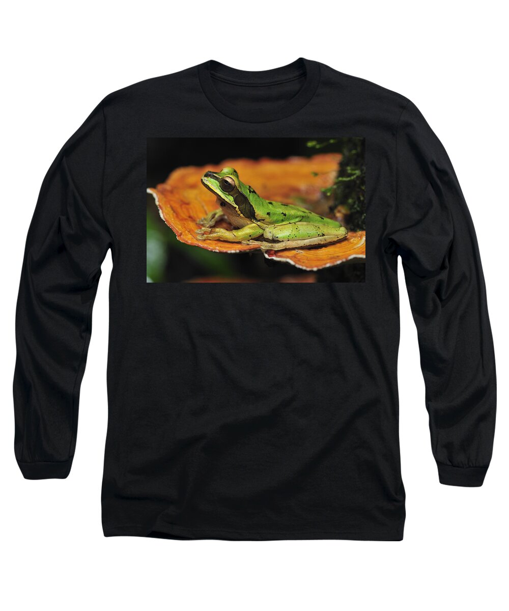 Feb0514 Long Sleeve T-Shirt featuring the photograph Tarraco Treefrog On Mushroom Costa Rica by Thomas Marent