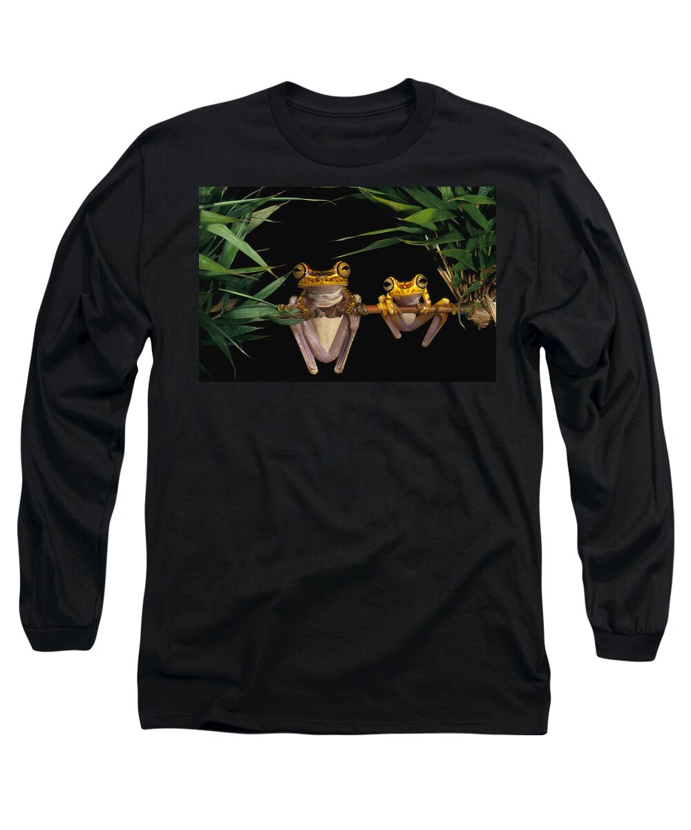 Mp Long Sleeve T-Shirt featuring the photograph Chachi Tree Frog Hyla Picturata Pair #1 by Pete Oxford