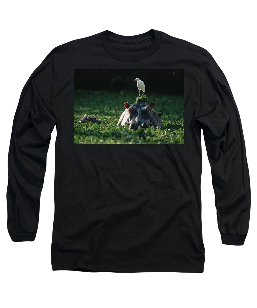 Mp Long Sleeve T-Shirt featuring the photograph Hippopotamus Hippopotamus Amphibius #2 by Gerry Ellis
