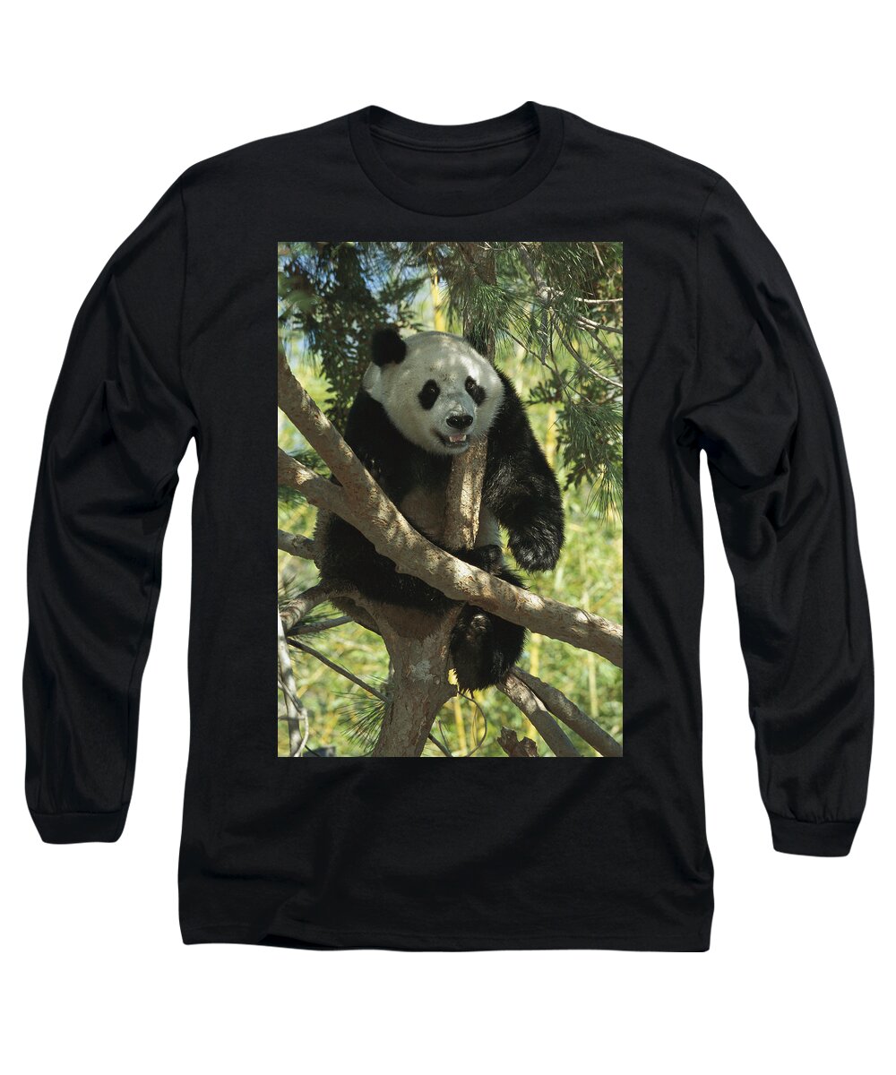 Mp Long Sleeve T-Shirt featuring the photograph Giant Panda Ailuropoda Melanoleuca by San Diego Zoo