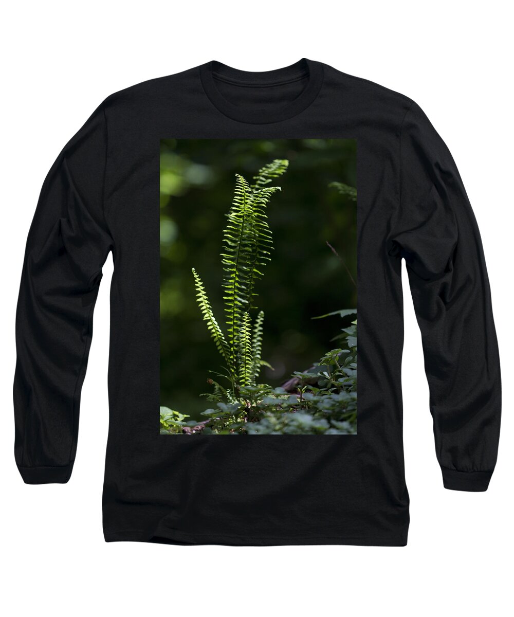 Fern Long Sleeve T-Shirt featuring the photograph Lacy Wild Alabama Fern by Kathy Clark