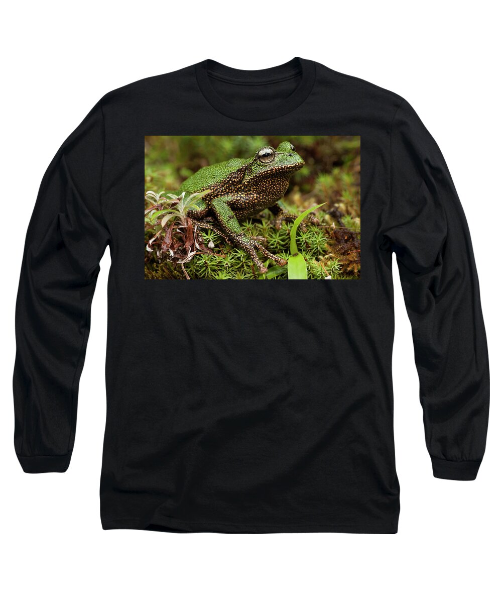 Mp Long Sleeve T-Shirt featuring the photograph Marsupial Frog Gastrotheca Sp, A Newly by Pete Oxford