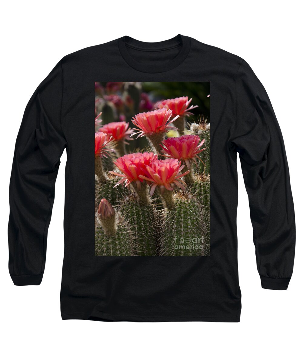 Red Long Sleeve T-Shirt featuring the photograph Red cactus flowers by Jim And Emily Bush