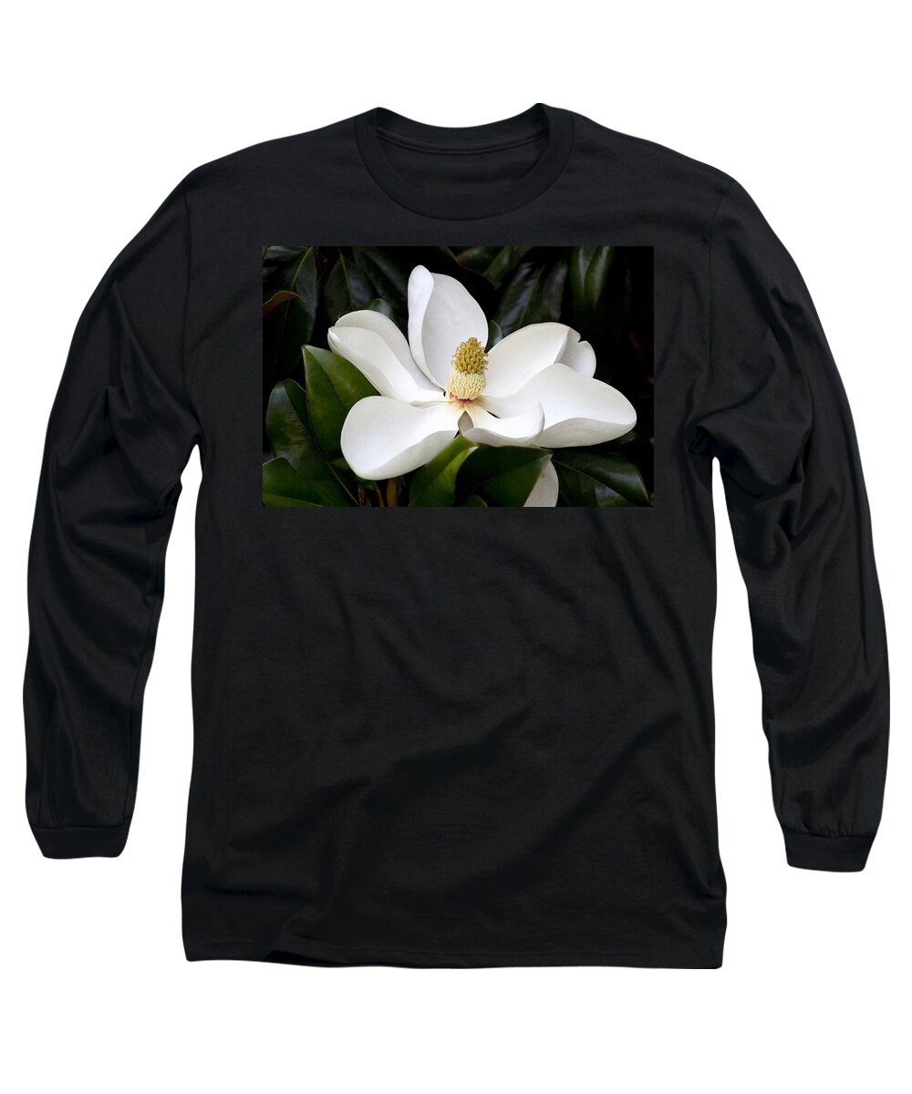 Magnolia X Wieseneri Long Sleeve T-Shirt featuring the photograph Regal Southern Magnolia Blossom by Kathy Clark