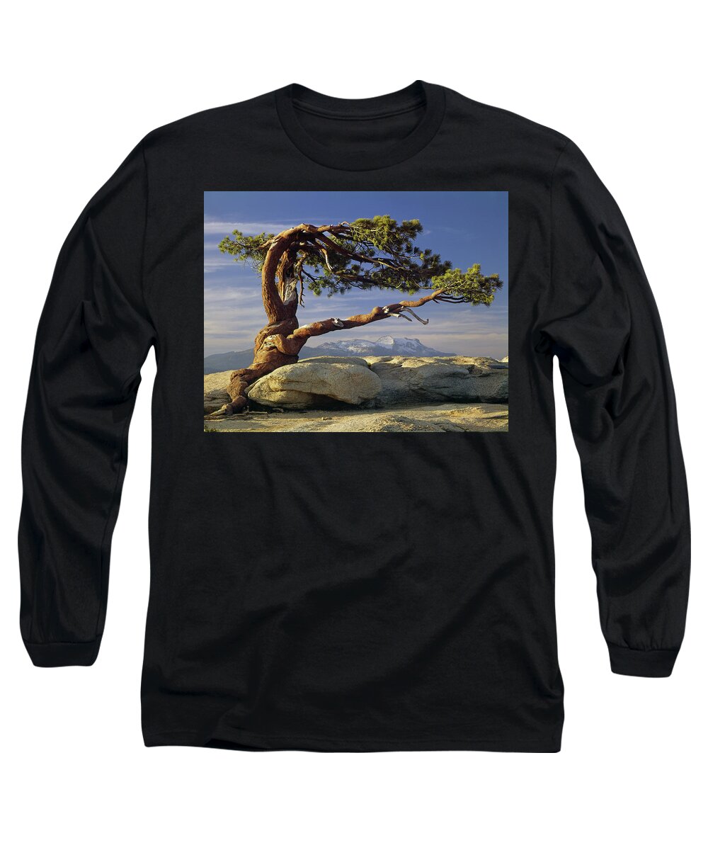 1m6701 Long Sleeve T-Shirt featuring the photograph 1M6701 Historic Jeffrey Pine Sentinel Dome Yosemite by Ed Cooper Photography