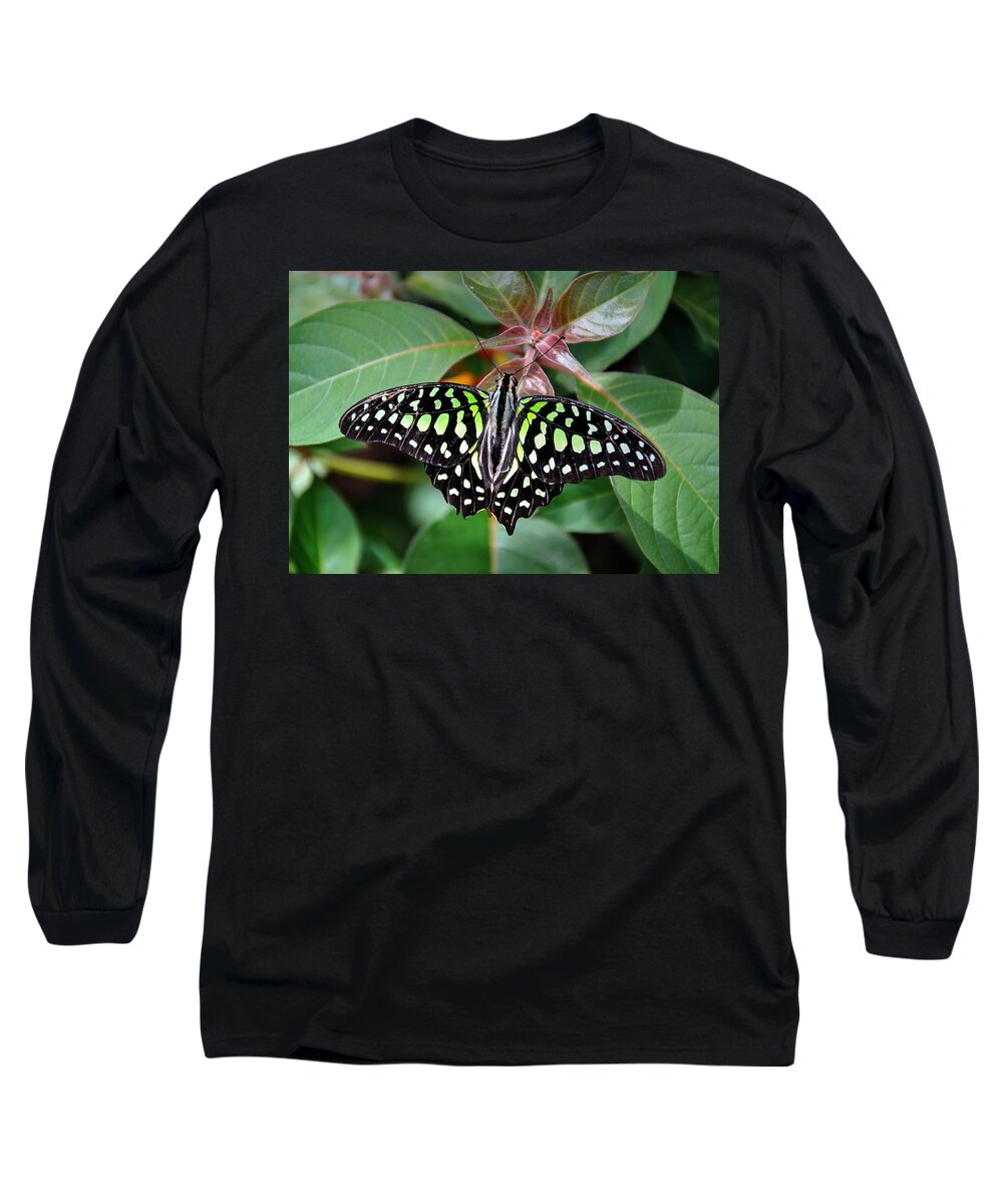Tailed Jay Butterfly Long Sleeve T-Shirt featuring the photograph Tailed Jay #7 by Ronda Ryan