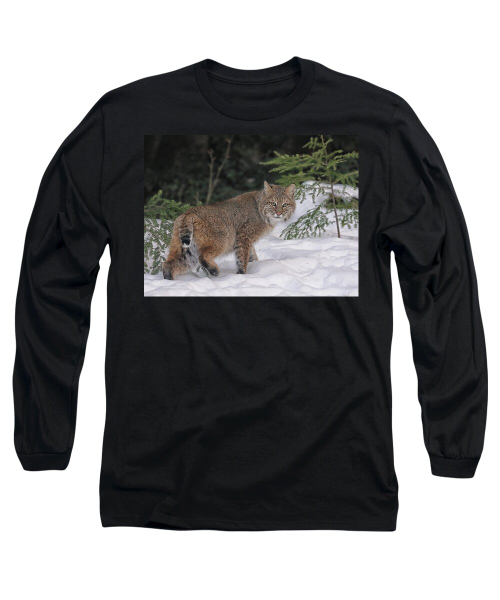 Bobcat Long Sleeve T-Shirt featuring the photograph A Nice Look Back by Duane Cross