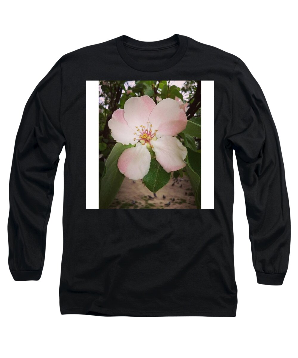 Beautiful Long Sleeve T-Shirt featuring the photograph Apple Flower by Daniela Elena Vilcea