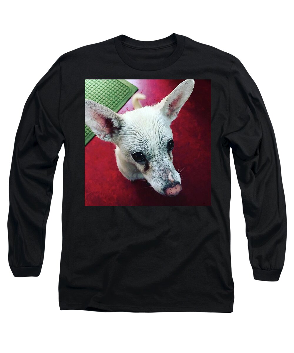 Whitedog Long Sleeve T-Shirt featuring the photograph Apple Will Play Outside In Any Weather by Ginger Oppenheimer