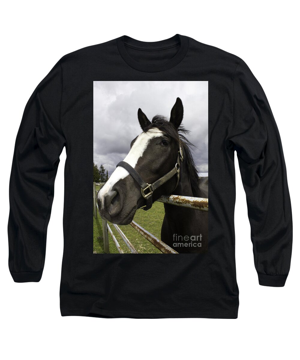 Black Horse With White Muzzle Long Sleeve T-Shirt featuring the photograph Black horse by Donna L Munro