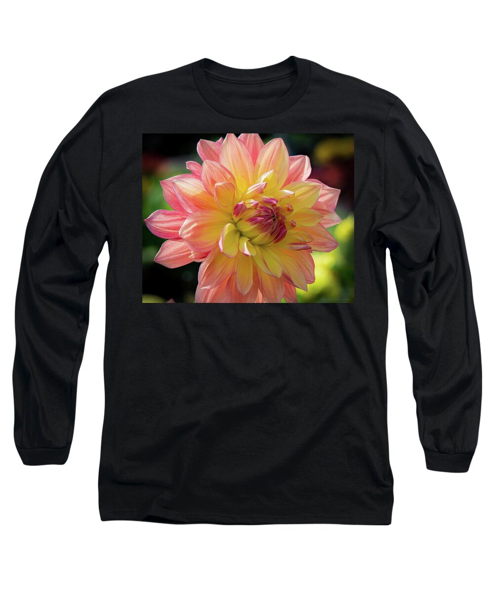 Dahlia Long Sleeve T-Shirt featuring the photograph Dahlia in the Sunshine by Phil Abrams