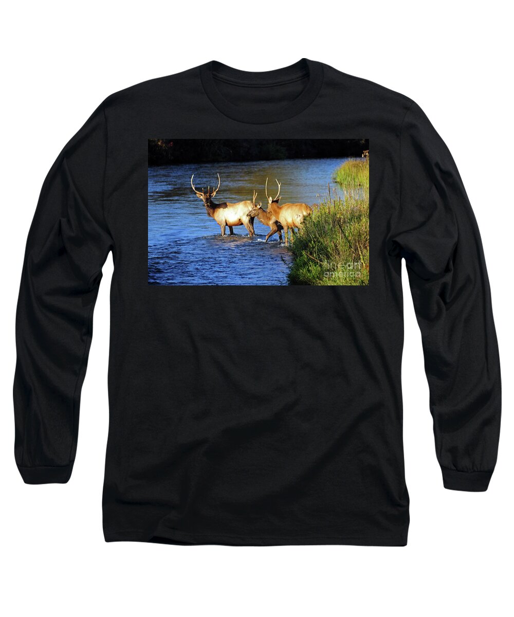 Elk Long Sleeve T-Shirt featuring the photograph Elk by Cindy Murphy - NightVisions