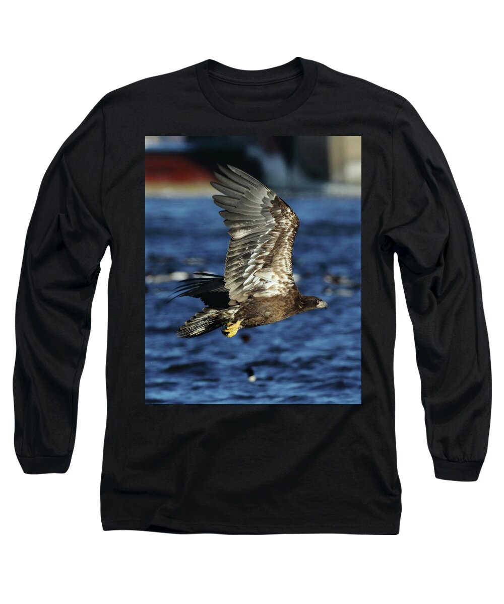 Eagle Long Sleeve T-Shirt featuring the photograph Juvenile Bald Eagle over water by Coby Cooper