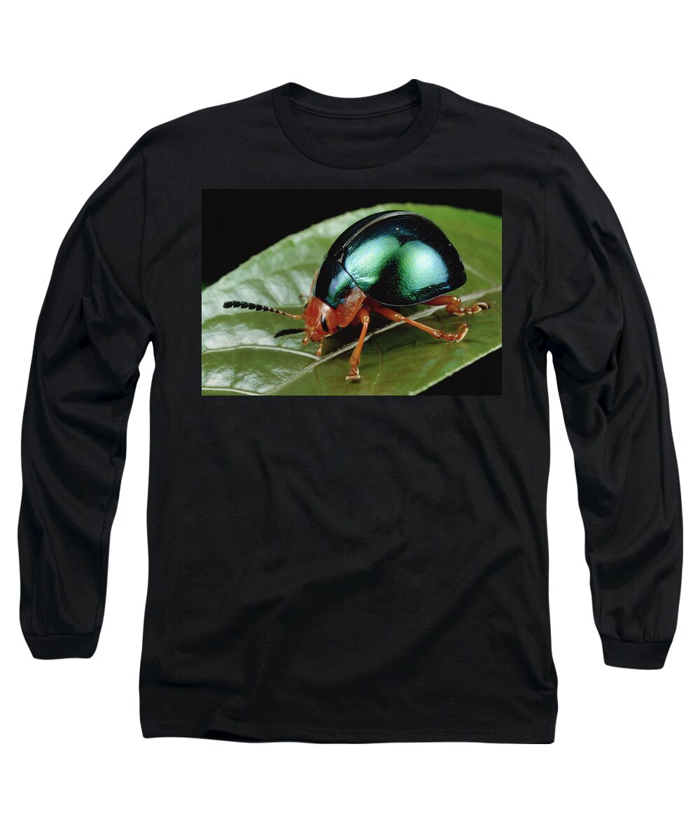 00126082 Long Sleeve T-Shirt featuring the photograph Leaf Beetle from South Africa by Mark Moffett