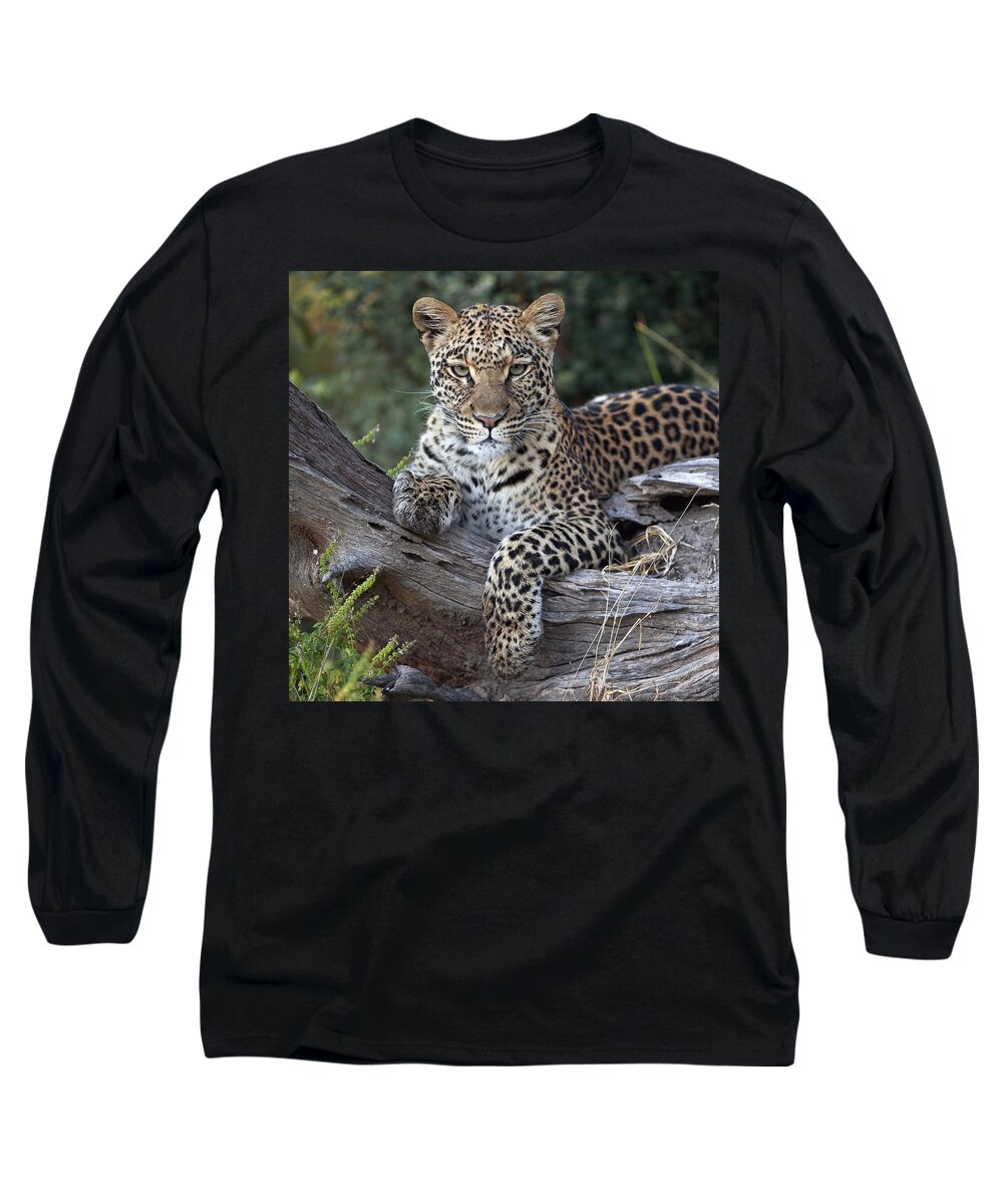 Mp Long Sleeve T-Shirt featuring the photograph Leopard Panthera Pardus Resting by Sergey Gorshkov