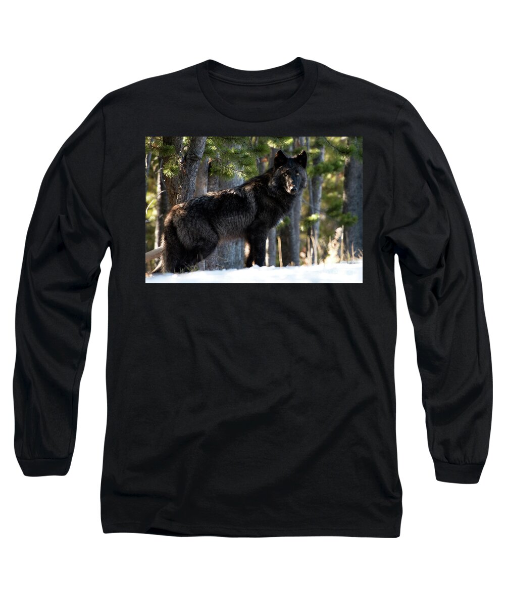 Wolf Long Sleeve T-Shirt featuring the photograph Little Blackie by Deby Dixon