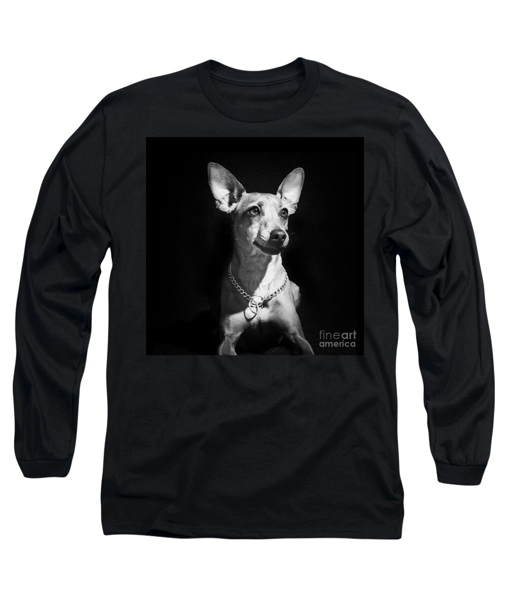 Dog Long Sleeve T-Shirt featuring the photograph Miniature Pinscher dog by Gunnar Orn Arnason