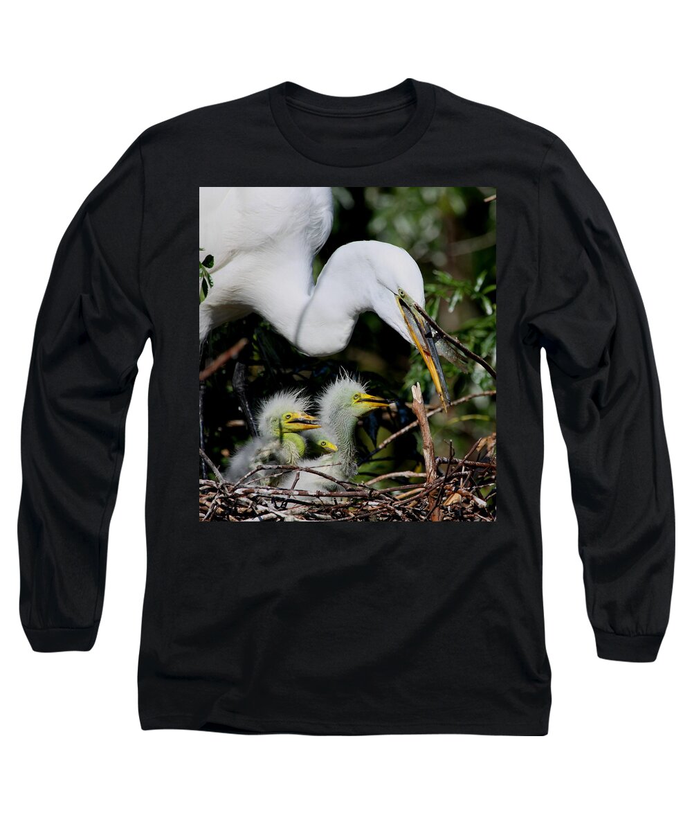 Great White Egret Long Sleeve T-Shirt featuring the photograph Momma took our food by Barbara Bowen