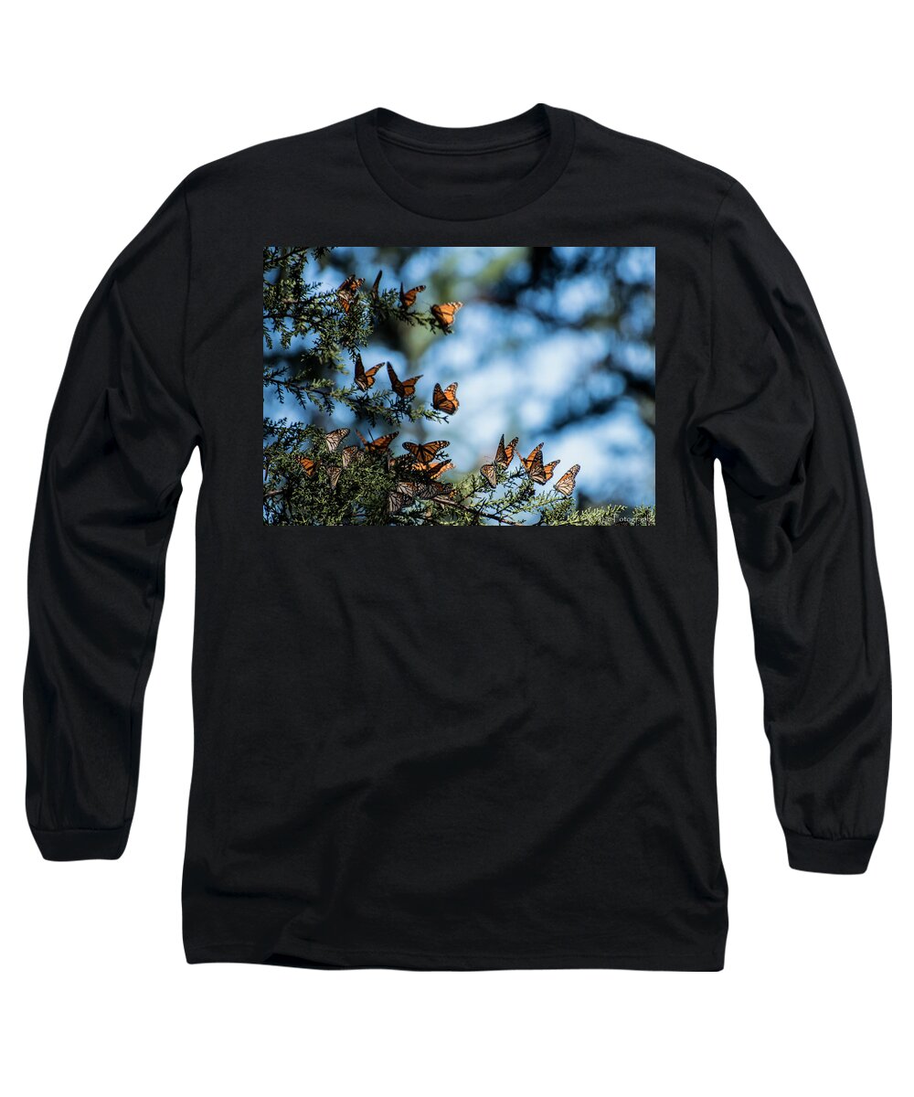 Butterflies Long Sleeve T-Shirt featuring the photograph Monarchs in the tree by Wendy Carrington