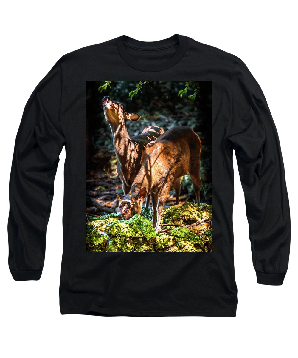Small Deer Long Sleeve T-Shirt featuring the photograph Morning Light Of Dawn by Karen Wiles