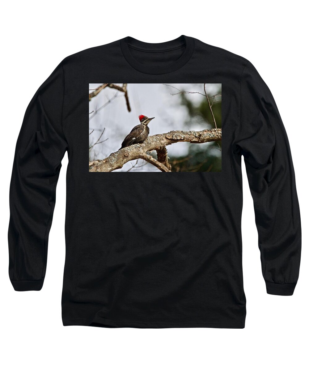 Pileated Woodpecker Long Sleeve T-Shirt featuring the photograph pileated Woodpecker 1068 by Michael Peychich