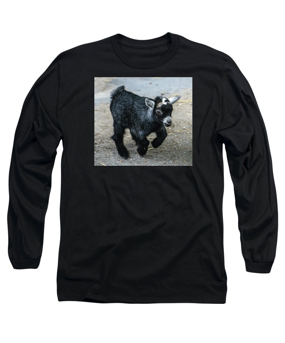 Animal Long Sleeve T-Shirt featuring the photograph Pygmy Goat Kid by William Bitman