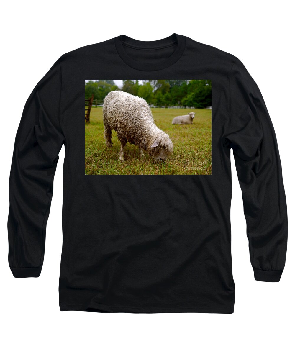 Sheep Long Sleeve T-Shirt featuring the photograph Sheep Begin a New Day by Lara Morrison