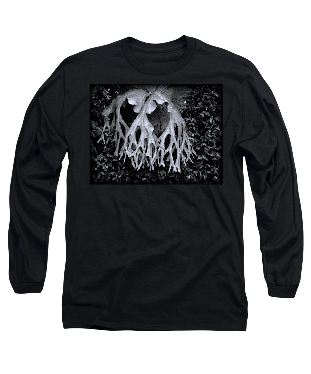 Fern Long Sleeve T-Shirt featuring the photograph Staghorn Fern by Wayne Sherriff