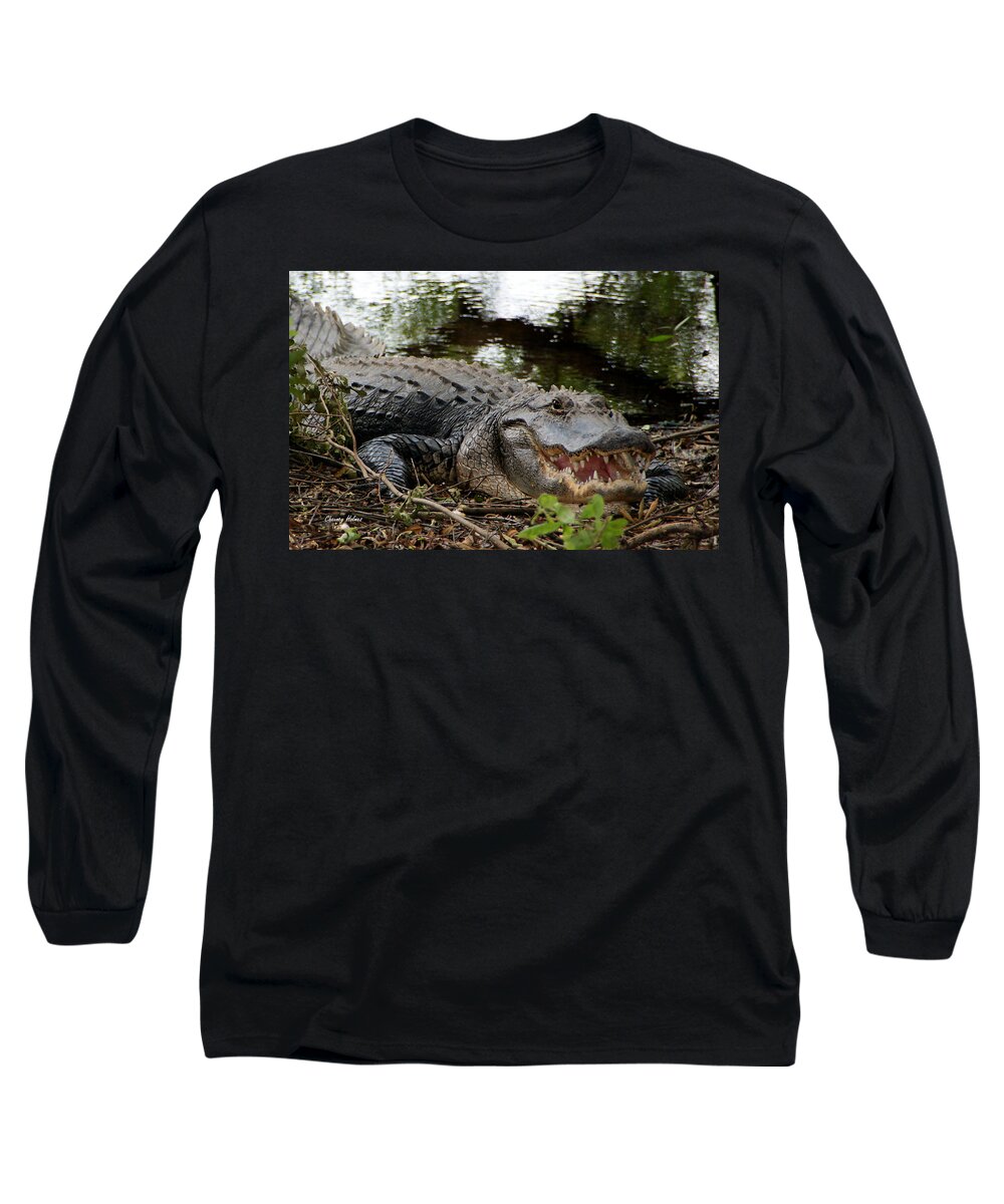 Alligator Long Sleeve T-Shirt featuring the photograph Florida Gator by Chauncy Holmes