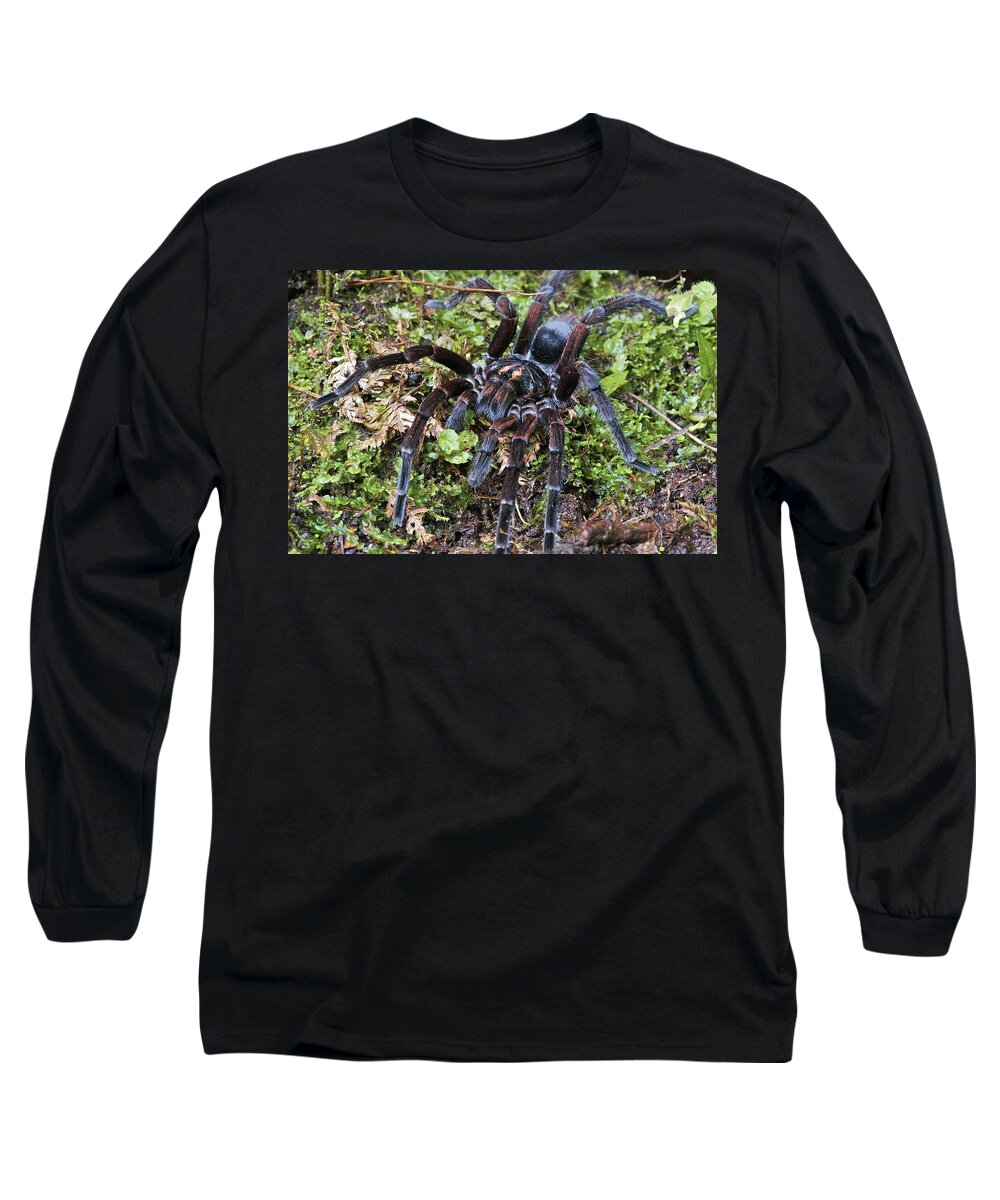 Fn Long Sleeve T-Shirt featuring the photograph Tarantula Pamphobeteus Sp Male, Mindo by James Christensen